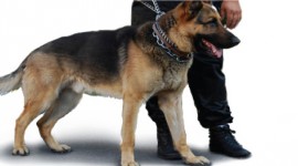 Collindale Security Ltd - Providers of Dog Patrol Security Services in Kenya 