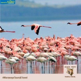 Mara Ways Tours & Travel - Your Best Way To Travel Kenya  