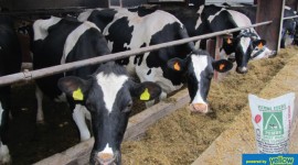 Pembe Flour Mills Ltd - Designed To Maintain Consistent Diet To Dairy Animals