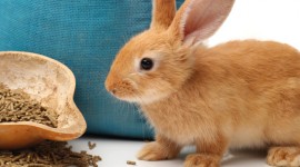 Pembe Flour Mills Ltd - Rabbit Feed with essential nutrients for growth