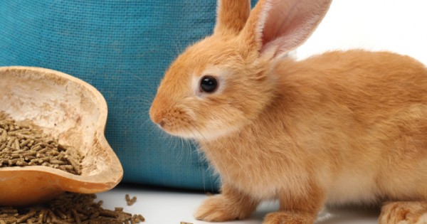 Pembe Flour Mills Ltd - Rabbit Feed with essential nutrients for growth
