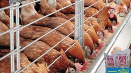 Pembe Flour Mills Ltd - High Quality Pembe Chicken feeds