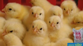 Pembe Flour Mills Ltd - Pembe Chick mash formulated for the growth and development of your chicks
