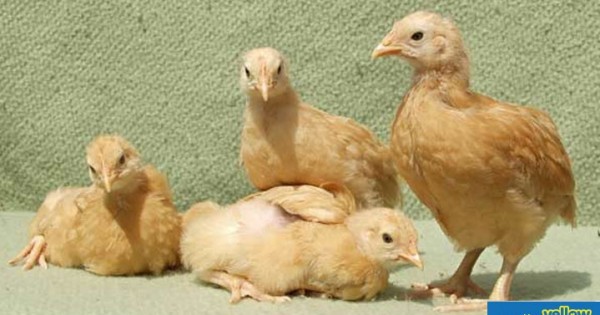 Pembe Flour Mills Ltd - Ensure Healthy Pullets With Pembe Grower Mash.