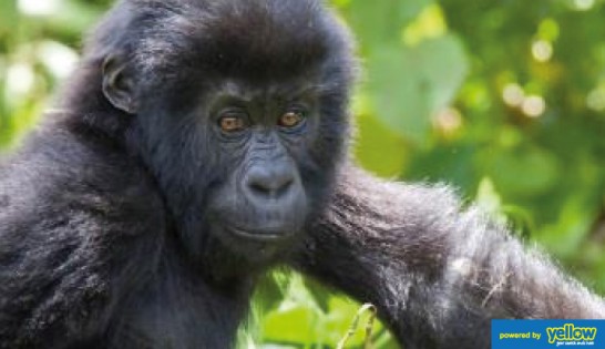 Tsavorite Tours Ltd - Track Gorillas in their natural habitat in Uganda