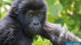 Tsavorite Tours Ltd - Track Gorillas in their natural habitat in Uganda
