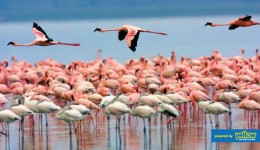 Acharya Travel Agencies Ltd - Custom made safari to Lake Nakuru National park