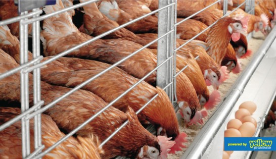 Pembe Flour Mills Ltd - Nutritionally Balanced Feed Formulated To Meet The Needs Of A Laying Hen.