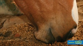 Pembe Flour Mills Ltd - Helping Owners Feed Their Horses As Naturally As Possible.