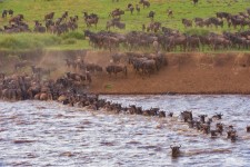 Acharya Travel Agencies Ltd - Kenya Masai Mara Migration Package