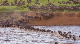 Acharya Travel Agencies Ltd - Kenya Masai Mara Migration Package