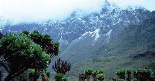 Titan Tours & Travel Limited - 4days Mount Rwenzori Tour Package 