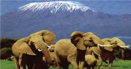 Acharya Travel Agencies Ltd - Amboseli National Park Tour Package 