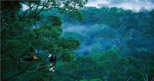 Tsavorite Tours Ltd - Jungles Of Borneo A Timeless Natural Paradise
