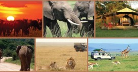 Acharya Travel Agencies Ltd -  Achary Travels Agencies: Masai Mara Tour Package