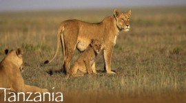 Titan Tours & Travel Limited - An Adventurous Safari Tour To Tanzania's Wildlife 