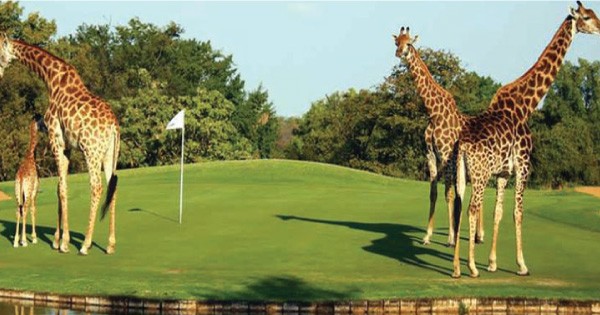 Titan Tours & Travel Limited - Amazing Golf Safari Packages in Nairobi, Kenya