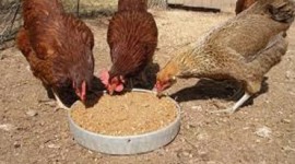 Murphy Chemicals (EA) Ltd - Poultry Feeds in Nairobi, Kenya