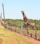 Security Systems International Ltd - Game Electric Fencing Solutions in Kenya