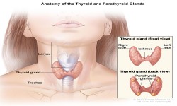 Dr Keli Florence - Endocrinologist - THYROID DISEASES TREATMENT IN NAIROBI, KENYA