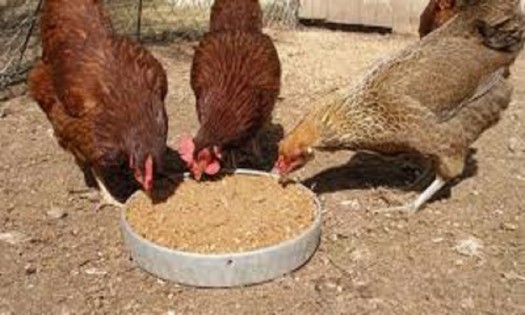 Poultry Feeds in Nairobi, Kenya | Murphy Chemicals (EA) Ltd | Yellow